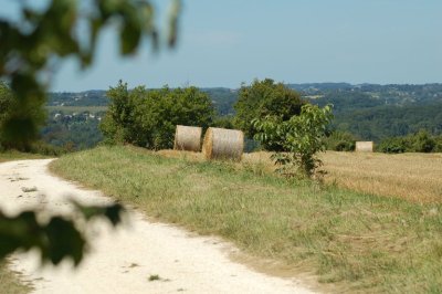 Boucle des roseaux et des orchidées
