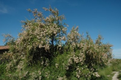 Les Pistes de Robin : les secrets d'Arès