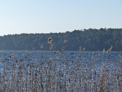 Sentier de la Lobélie - Réserve naturelle de Hourtin