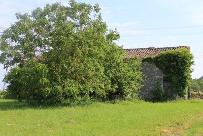 Boucle locale du coucou à Landerrouat