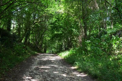 Ambrus, la balade forestière de Pelane