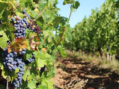 Boucle de la Vallée - Conne de Labarde