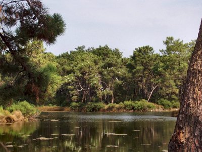 Circuit cyclotouristique à Lège-Cap Ferret (Lège-Claouey-Grand Crohot-Lège)