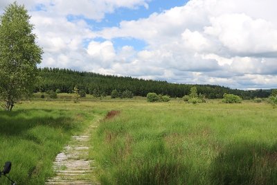 La tourbière du Longeyroux (pédestre au départ de Chavanac)