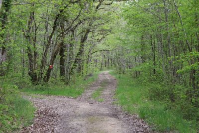 Circuit des bois de Margueron