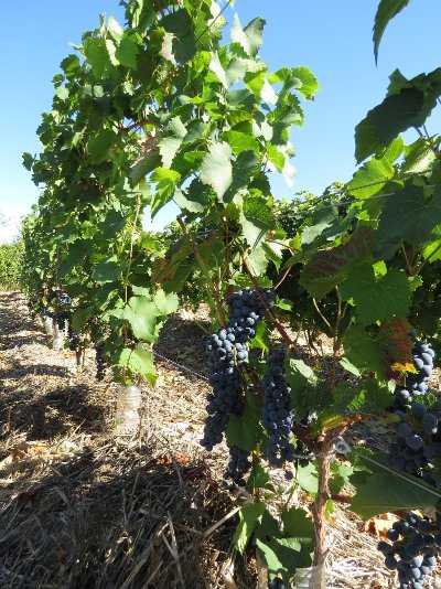 Le Sentier entre Dive et Troglos