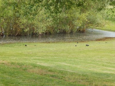Balade à roulettes : Le lac de Cadarsac