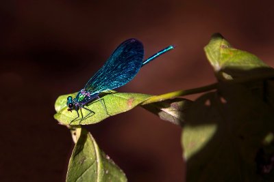 Belin-Béliet : sur les traces d’Aliénor d’Aquitaine à VTT