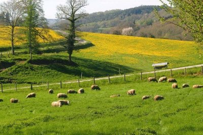 Randonnée des vieux chênes