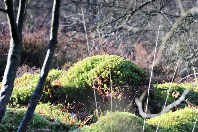 VTT 7 bleu - Chamborand