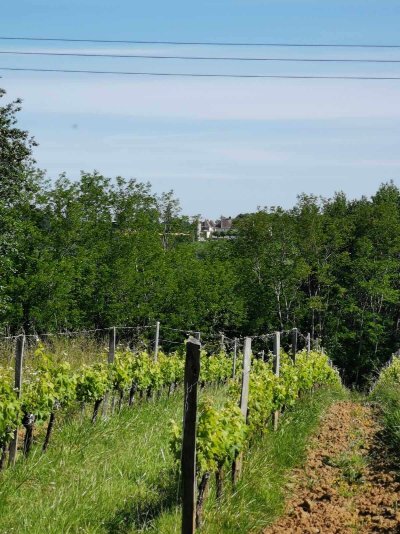 Boucle des coteaux de Castillon-la-Bataille