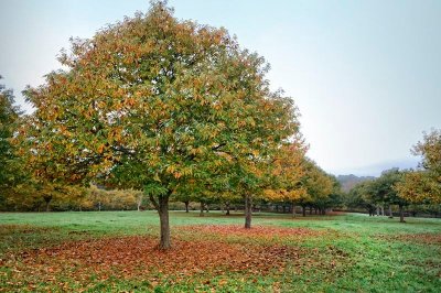 Autour de la châtaigne à Villefranche du Périgord