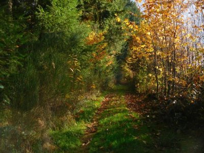 Autour des vergers à Firbeix