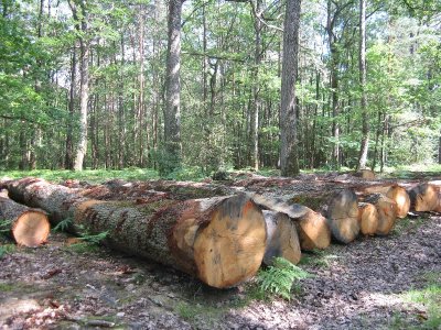 Autour de la Forêt de la Guerche