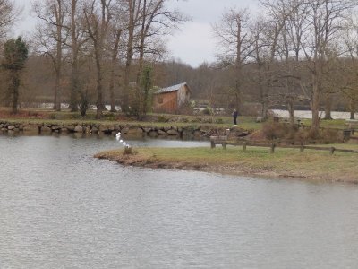 Balade à roulettes : Le parc de Cantefrêne