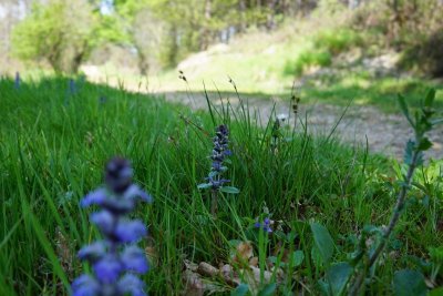Boucle de Café Rouge - Saint Pierre d'Eyraud