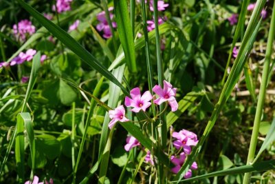 Boucle de St Georges de Blancaneix