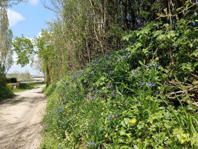 En suivant la noce - Hanc