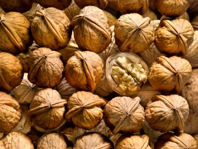 Autour de la noix à Nailhac