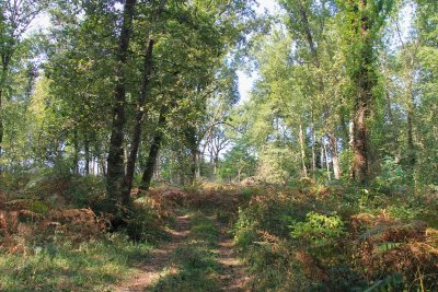 Lisse, aux portes de la forêt Landaise