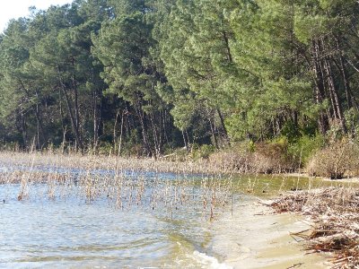 Sentier des chevreuils sportifs - Réserve Naturelle de Hourtin