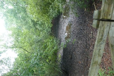 Balade à roulettes : Le bois des sources du Peugue