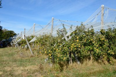 Circuit Pédestre N°60 CC : " Le circuit des pommes"