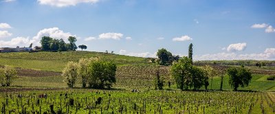 Boucle vélo - Sauternes 1855