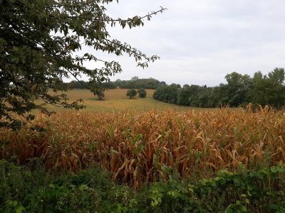 Sentier pédestre : Les Berges du Rhin