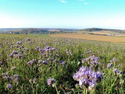 Randonnée pédestre: Autour de Aspach