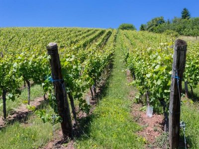 Marche santé Sentier viticole cote 425