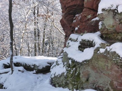 Sentier faune et flore vers le château de la Wasenbourg