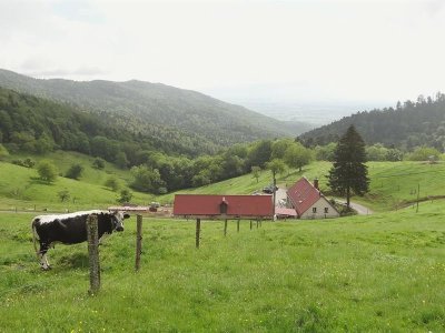 Balade ferme-auberge Kohlschlag : entre châteaux et chapelle