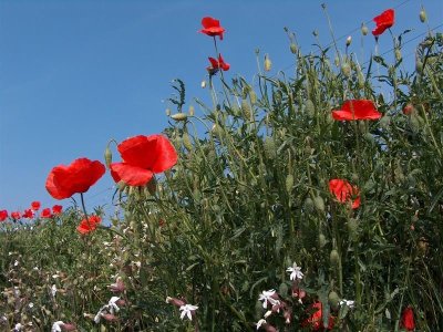 Randonnée Sentier botanique du Dreispitz