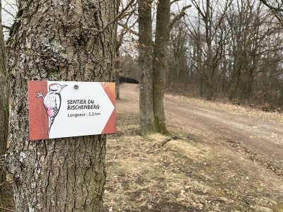 Sentier du Bischenberg