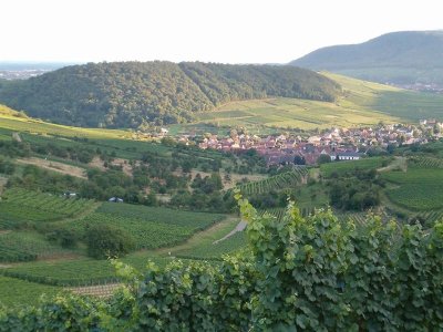 Sentier vignoble et collines sèches (Strangenberg)