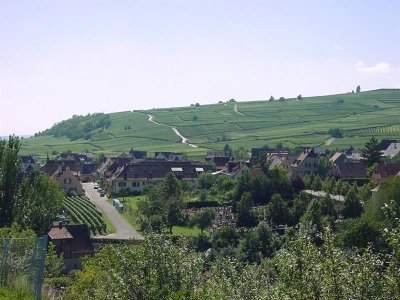 Sentier viticole des Grands Crus - Mittelwihr