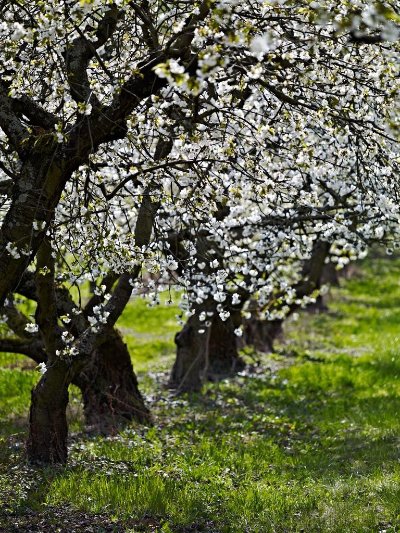 Circuit des Cerisiers