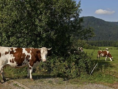 Circuit vélo C04 : Autour du Champ du feu en passant par Natzwiller