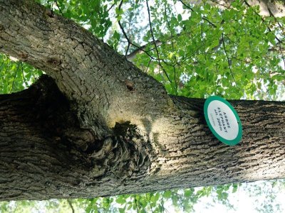 Circuit de l'Arbre Éléphant