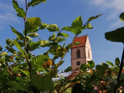 Marche santé sentier viticole des coteaux du Vieil-Armand