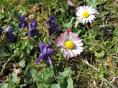 Randonnée Vers les collines de Rosenwiller