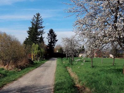 Sentier du Steinbaechlein à Morschwiller-le-Bas