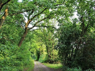 Circuit du chevreuil