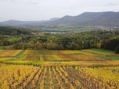 Randonnée - Entre vignoble et vergers