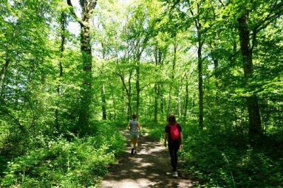 Sentier du bois du Malaumont
