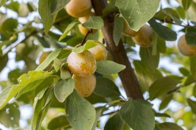 Circuit des mirabelliers