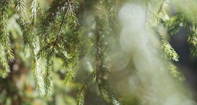 Sentier decouverte des Fossottes