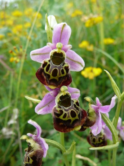 Les Pelouses du Bois du Roi