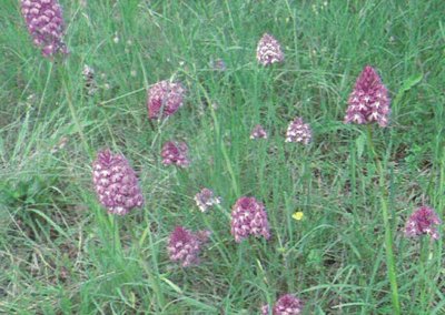 L’Espace Naturel Sensible : « Chaumes du Patouillet »